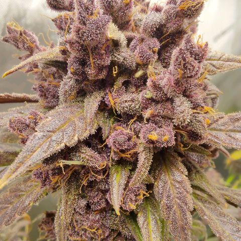 Lemon Cherry Cookies  #2 growlog timeline photo