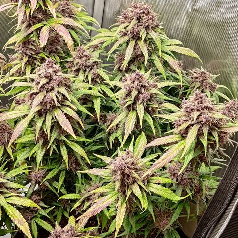 Lemon Cherry Cookies  #3 growlog timeline photo