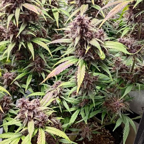 Lemon Cherry Cookies  #3 growlog timeline photo