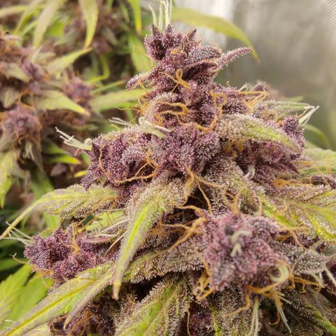 Lemon Cherry Cookies  #3 growlog timeline photo