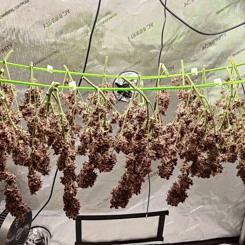 Lemon Cherry Cookies  #2 growlog timeline photo