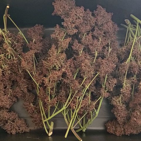 Lemon Cherry Cookies  #3 growlog timeline photo