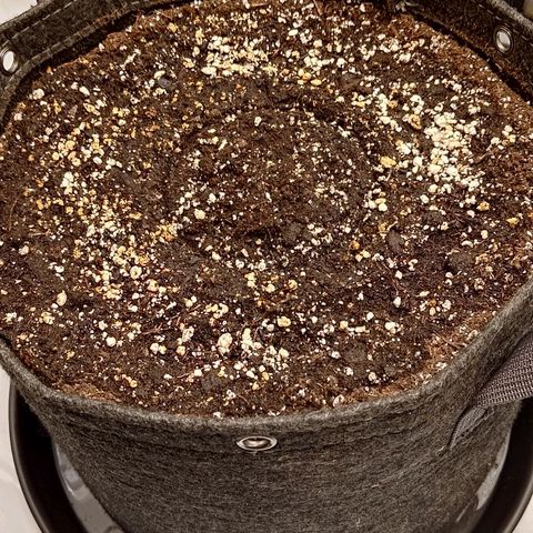Gorilla Cookies #1 growlog timeline photo