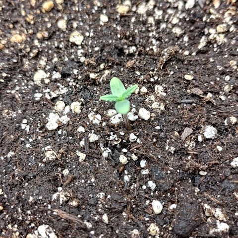Gorilla Cookies #2 growlog timeline photo