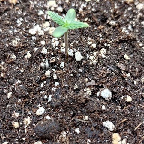 Gorilla Cookies #2 growlog timeline photo
