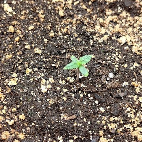 Gorilla Cookies #2 growlog timeline photo