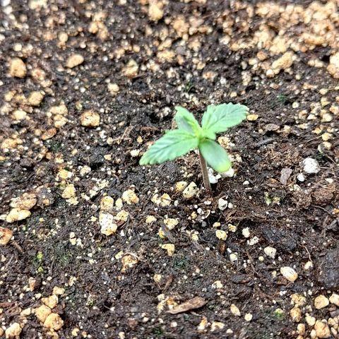 Gorilla Cookies #2 growlog timeline photo