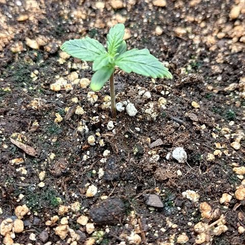 Gorilla Cookies #2 growlog timeline photo
