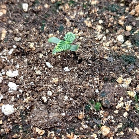 Gorilla Cookies #1 growlog timeline photo