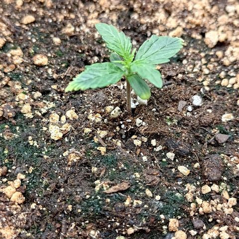 Gorilla Cookies #2 growlog timeline photo