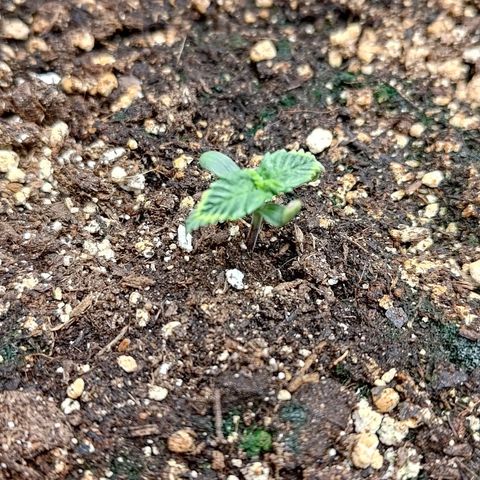 Gorilla Cookies #1 growlog timeline photo