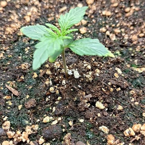 Gorilla Cookies #2 growlog timeline photo