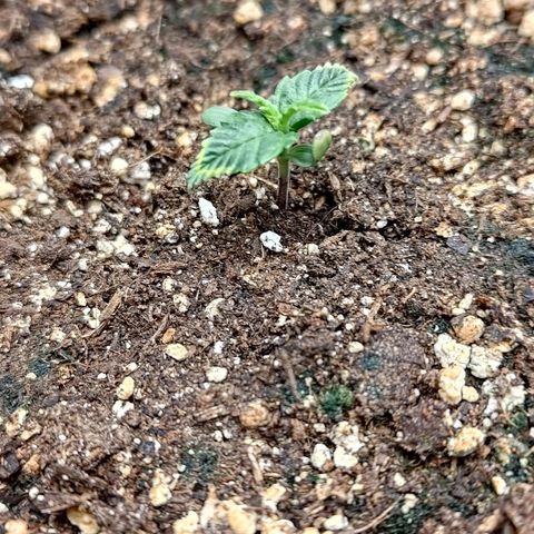Gorilla Cookies #1 growlog timeline photo