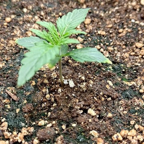 Gorilla Cookies #2 growlog timeline photo