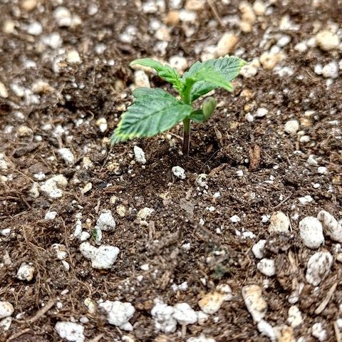Gorilla Cookies #1 growlog timeline photo