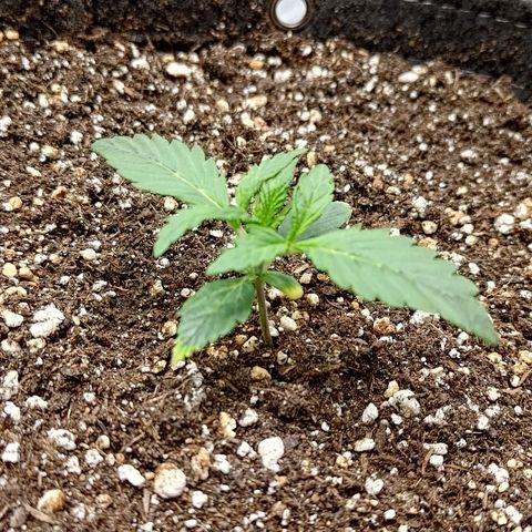 Gorilla Cookies #2 growlog timeline photo