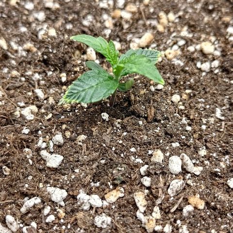 Gorilla Cookies #1 growlog timeline photo
