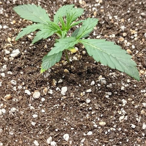 Gorilla Cookies #2 growlog timeline photo
