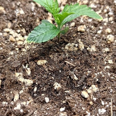 Gorilla Cookies #1 growlog timeline photo