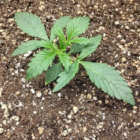 Gorilla Cookies #2 growlog timeline photo