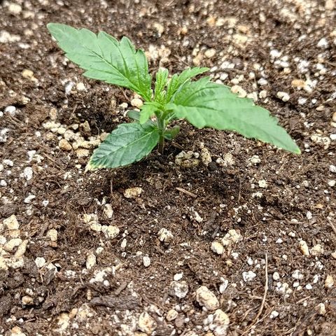 Gorilla Cookies #1 growlog timeline photo
