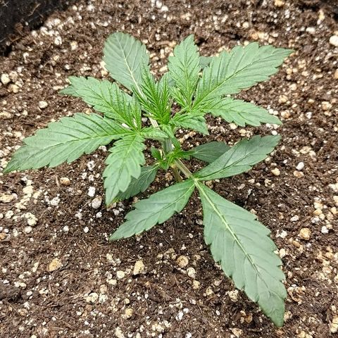 Gorilla Cookies #2 growlog timeline photo