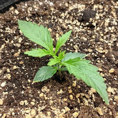 Gorilla Cookies #1 growlog timeline photo