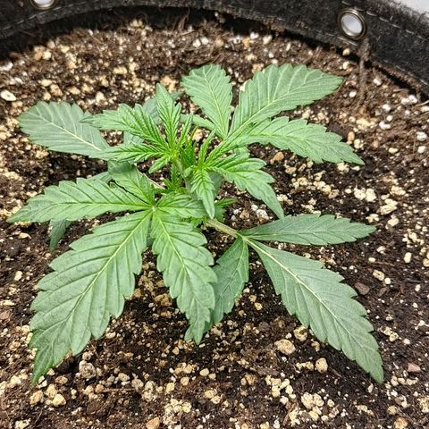 Gorilla Cookies #2 growlog timeline photo