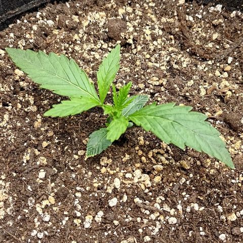 Gorilla Cookies #1 growlog timeline photo