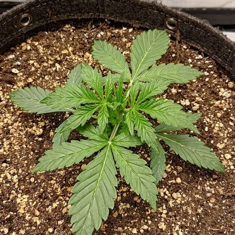 Gorilla Cookies #2 growlog timeline photo