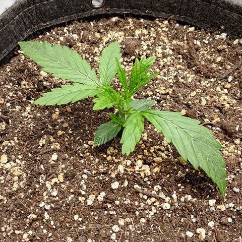 Gorilla Cookies #1 growlog timeline photo