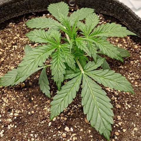 Gorilla Cookies #2 growlog timeline photo