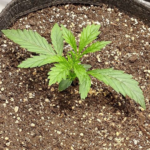Gorilla Cookies #1 growlog timeline photo