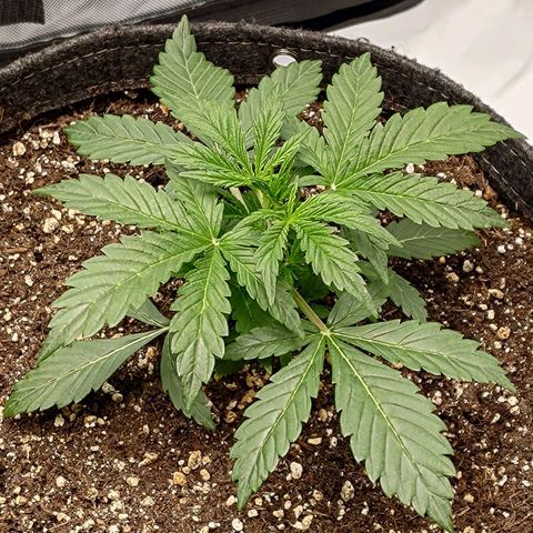 Gorilla Cookies #2 growlog timeline photo