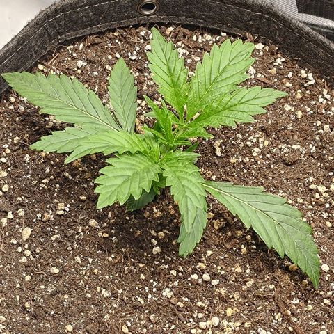 Gorilla Cookies #1 growlog timeline photo