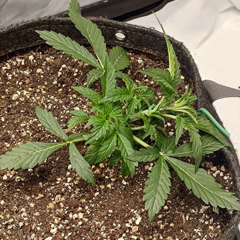 Gorilla Cookies #2 growlog timeline photo