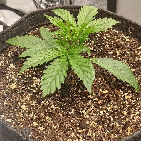 Gorilla Cookies #1 growlog timeline photo