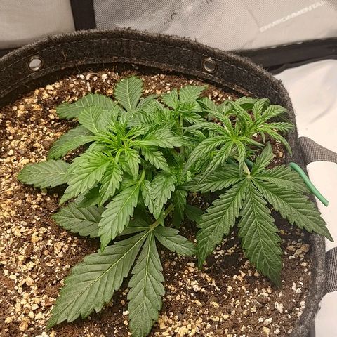 Gorilla Cookies #2 growlog timeline photo