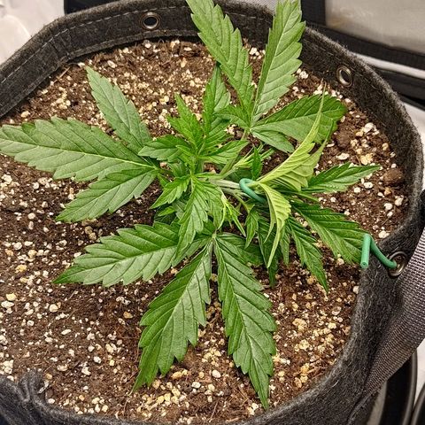 Gorilla Cookies #1 growlog timeline photo