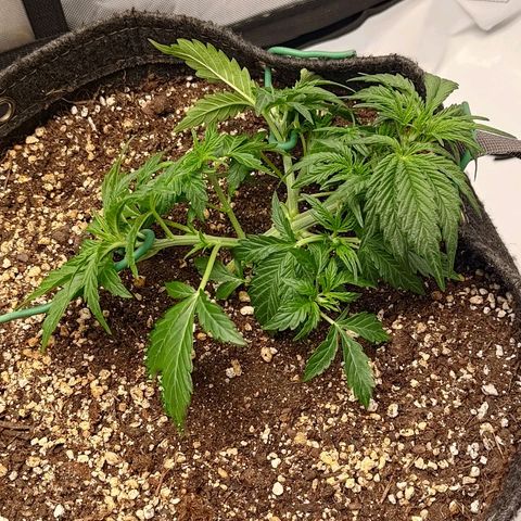 Gorilla Cookies #2 growlog timeline photo