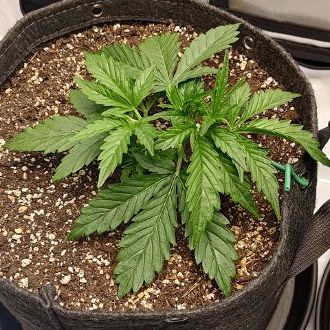 Gorilla Cookies #1 growlog timeline photo