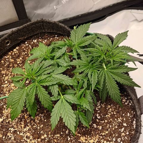 Gorilla Cookies #2 growlog timeline photo