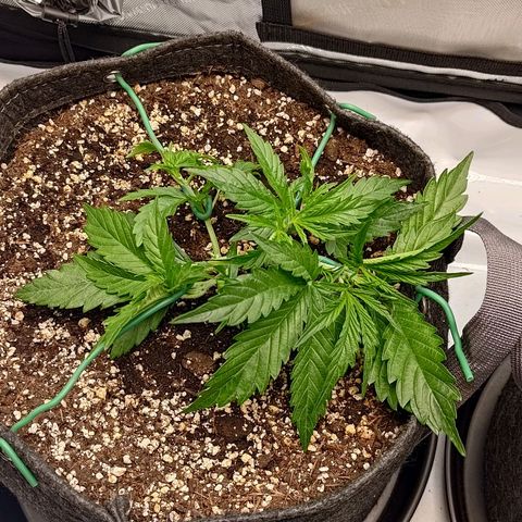 Gorilla Cookies #1 growlog timeline photo