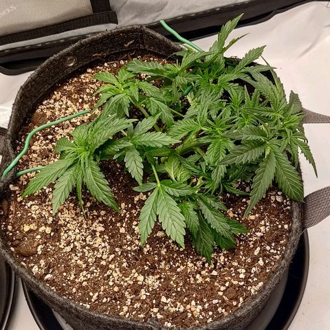 Gorilla Cookies #2 growlog timeline photo