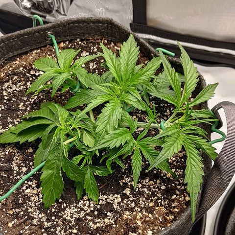 Gorilla Cookies #1 growlog timeline photo