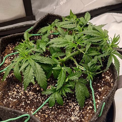 Gorilla Cookies #2 growlog timeline photo