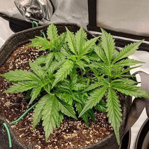 Gorilla Cookies #1 growlog timeline photo