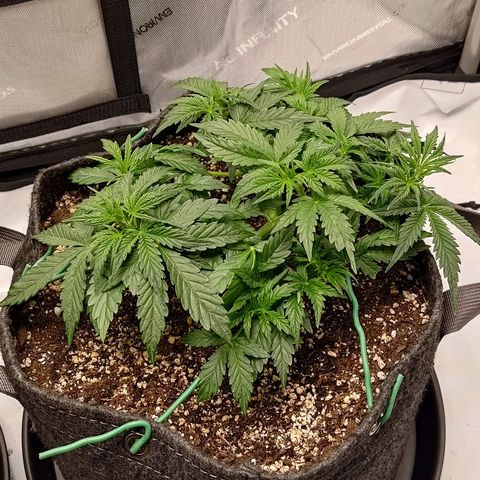 Gorilla Cookies #2 growlog timeline photo