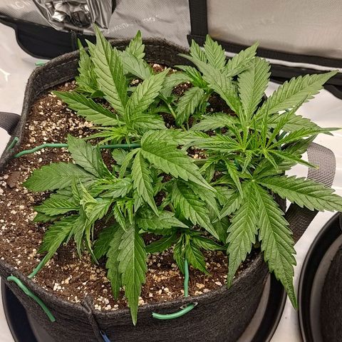 Gorilla Cookies #1 growlog timeline photo