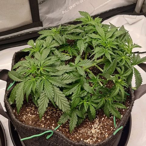 Gorilla Cookies #2 growlog timeline photo